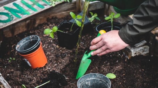 Jardinage urbain : comment décorer avec des plantes dans un espace restreint