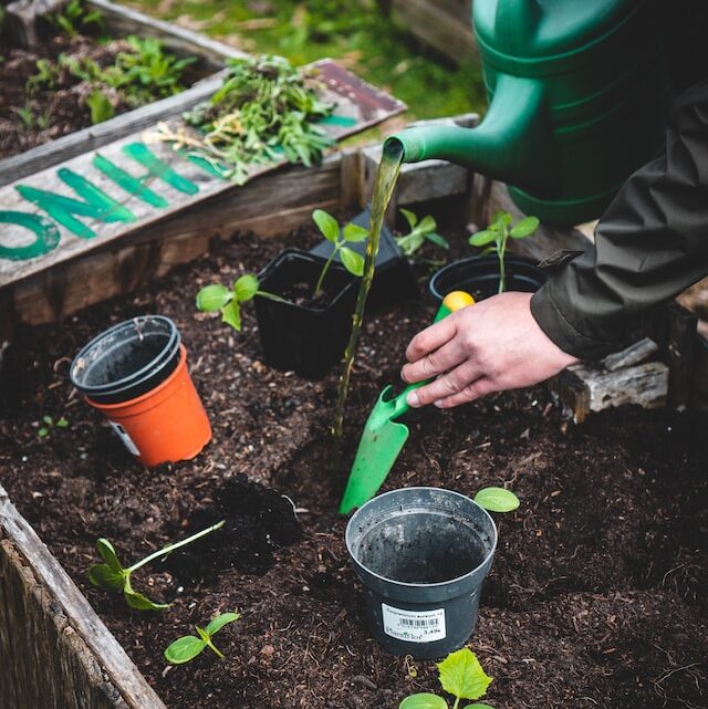 Jardinage urbain : comment décorer avec des plantes dans un espace restreint