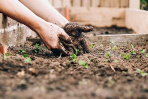 jardinage écologique