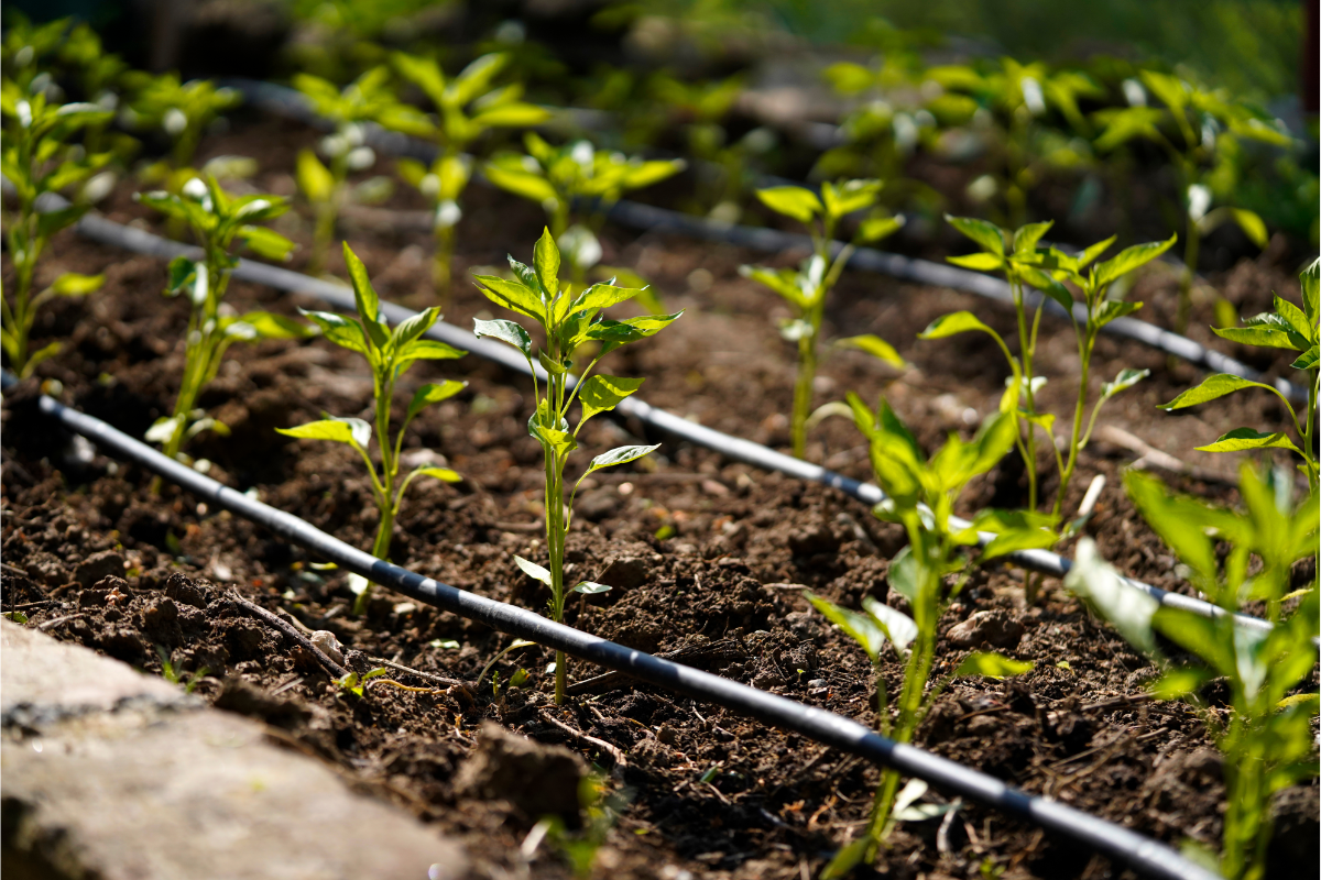 Irrigation