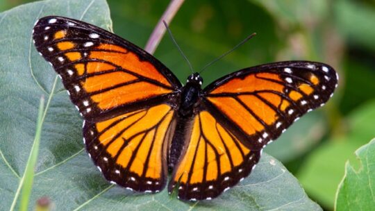 Où trouver les meilleurs endroits pour observer les papillons monarques ?